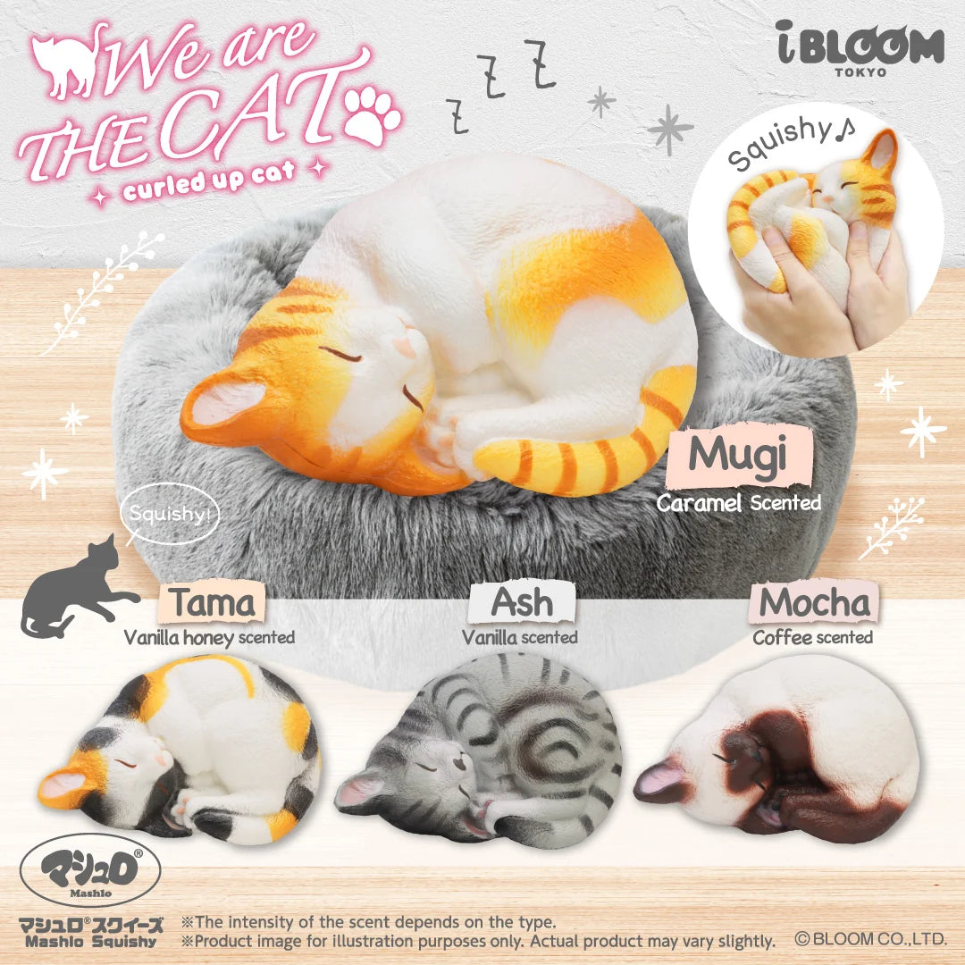 iBLOOM Cat Squishy – We Are The Cat Curled Up Complete 4-Piece Set